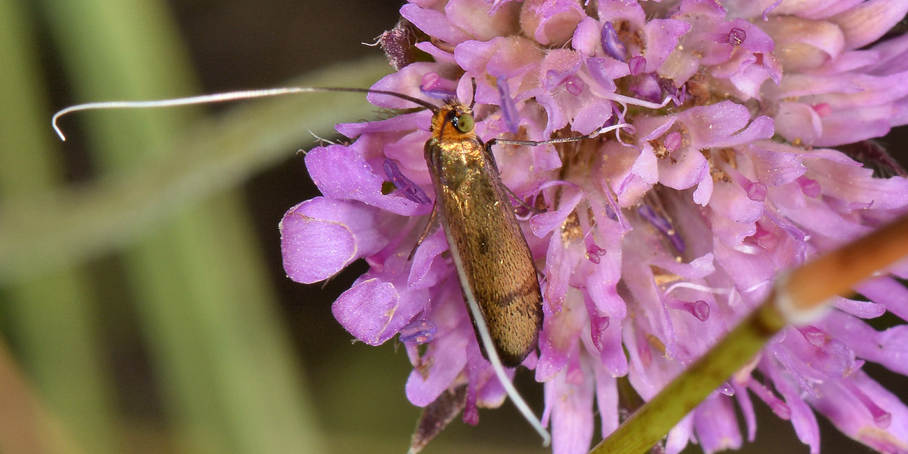 Nemophora sp? S, Nemophora metallica - Adelidae
